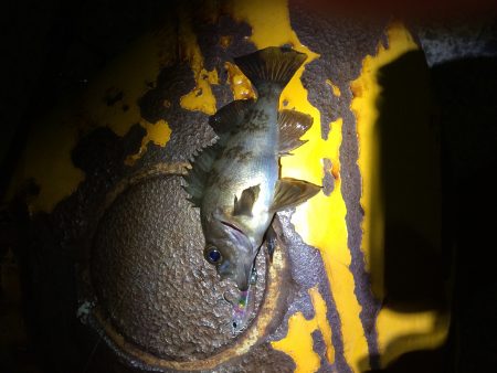 樽井漁港  リッジ35‼︎‼︎