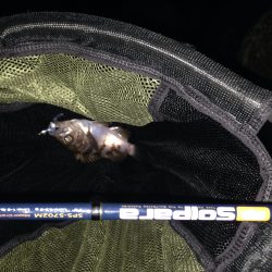 メバリング イン明石