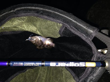 メバリング イン明石