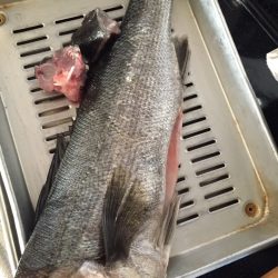 今年初シーバス