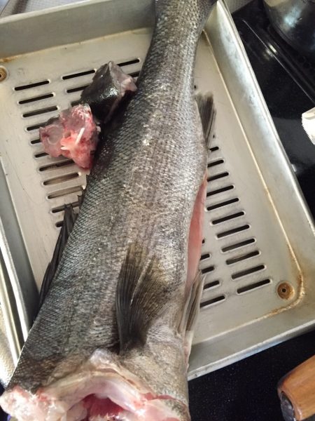 今年初シーバス