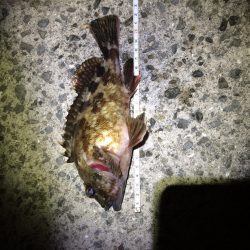 岡田浦河口で22㎝のガシラ‼︎‼︎