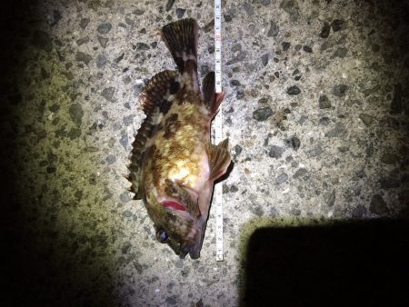 岡田浦河口で22㎝のガシラ‼︎‼︎