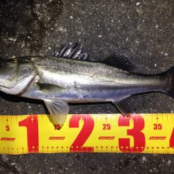 高砂港でMebaring