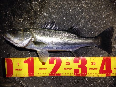 高砂港でMebaring