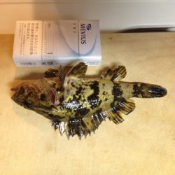 明石港　久々のメバリング釣行！