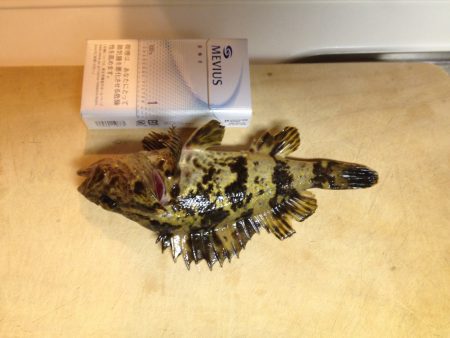 明石港　久々のメバリング釣行！