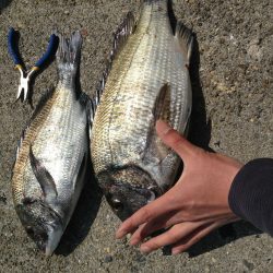 コーンのみのフカセ釣り