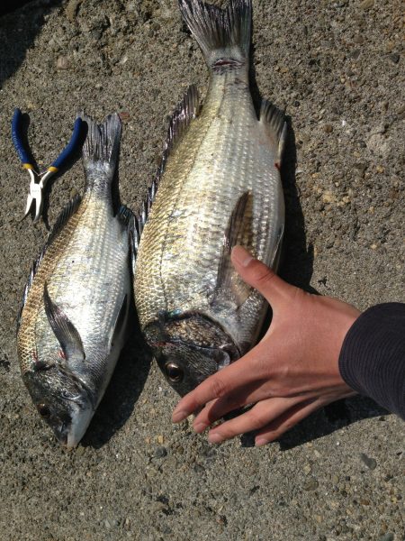 コーンのみのフカセ釣り