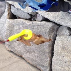 南芦屋浜　昼からの脈釣りも…うーん