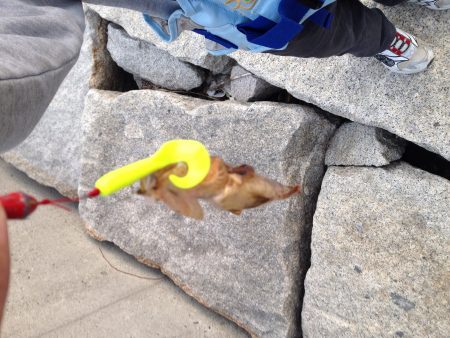 南芦屋浜　昼からの脈釣りも…うーん