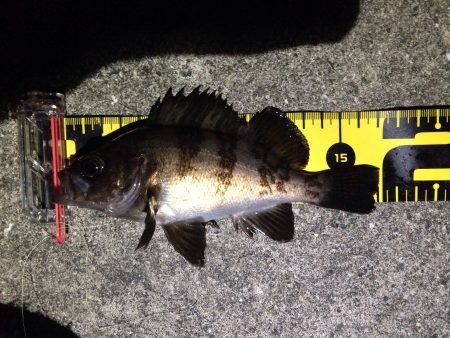 ご近所メバリング