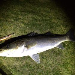 紀ノ川河口　シーバスの時合いは短時間‼︎