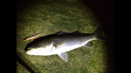 紀ノ川河口　シーバスの時合いは短時間‼︎