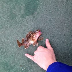 田ノ浦にイワシの大群襲来