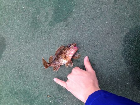 田ノ浦にイワシの大群襲来