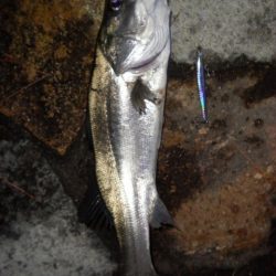 アフターシーバス