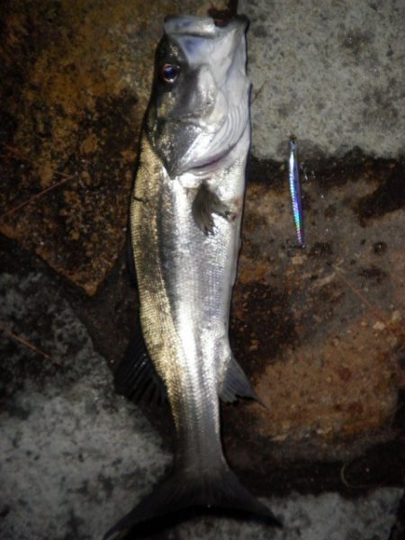 アフターシーバス