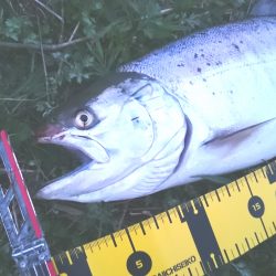 サクラマスを初キャッチ