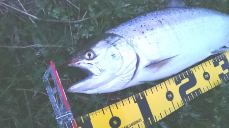 サクラマスを初キャッチ