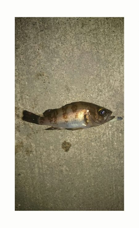 高砂港　ＪＨにて