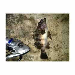 短時間メバリング釣行