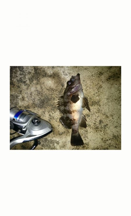 短時間メバリング釣行