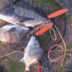 紀の川チヌ エソブッコミ仕様で52センチ