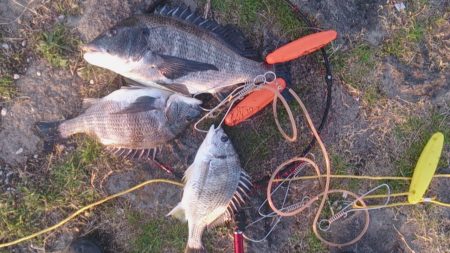 紀の川チヌ エソブッコミ仕様で52センチ