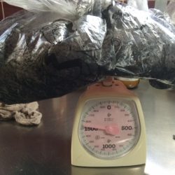 南紀でヤエン！