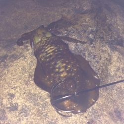 好調！！南紀ヤエン