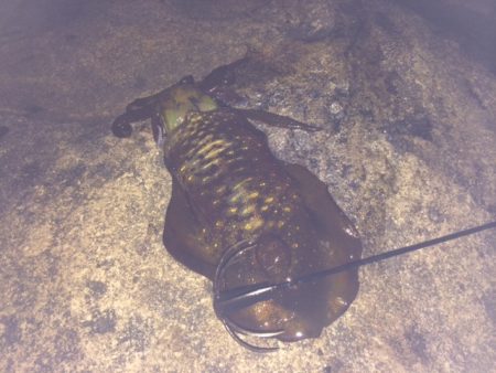 好調！！南紀ヤエン