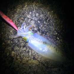 秋イカサイズ！