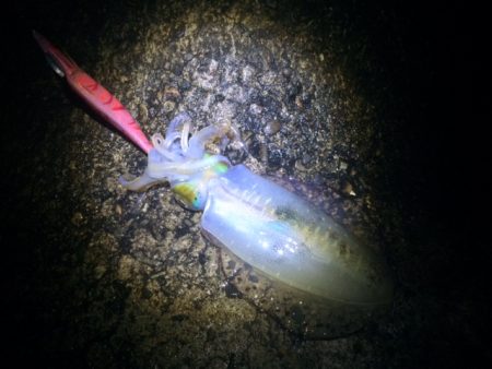 秋イカサイズ！