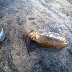 市江港　撃沈ヤエン釣行