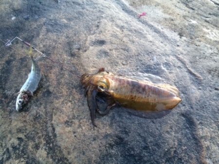 市江港　撃沈ヤエン釣行