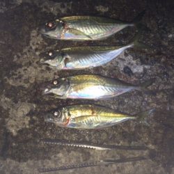 紀ノ川河口　アフターメバル