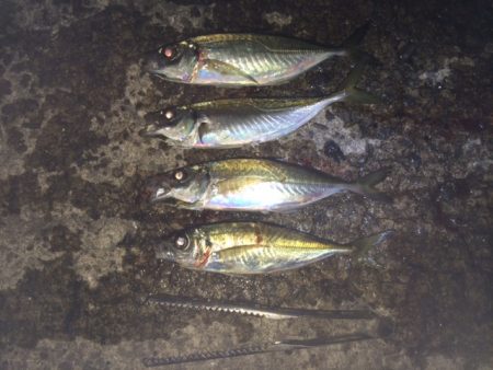 紀ノ川河口　アフターメバル