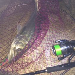 紀ノ川シーバス！