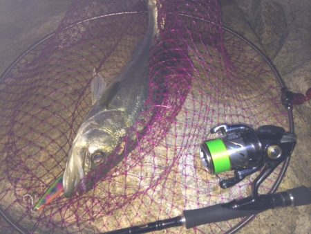 紀ノ川シーバス！