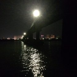 またまた紀ノ川シーバス！