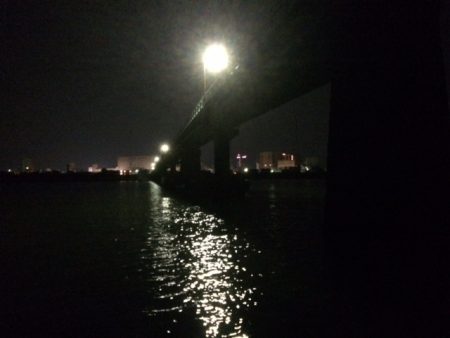 またまた紀ノ川シーバス！