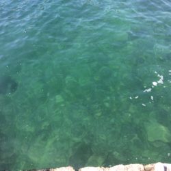 撃沈ヤエン釣行