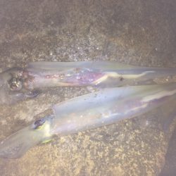 市江港　やっとこさアオリイカ今期２ｋｇアップ！