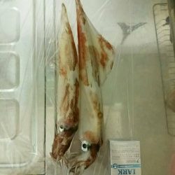 白浜地磯にてケンサキイカが釣れました