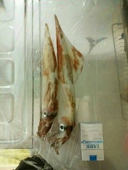 白浜地磯にてケンサキイカが釣れました