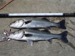 大阪南港海釣り公園 シラサのズボ釣りでハネ チヌ 大阪府 大阪南港海釣り公園 ズボ釣り ぶっこみ クロダイ チヌ 陸っぱり 釣り 魚釣り 釣果情報サイト カンパリ