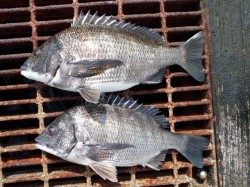 大阪南港海釣り公園、シラサのズボ釣りでハネ・チヌ