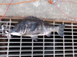 大阪南港海釣り公園 チヌ・ハネが釣れていま…