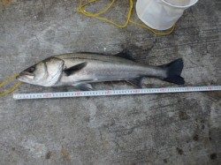 大阪南港海釣り公園 チヌ・ハネが釣れていました